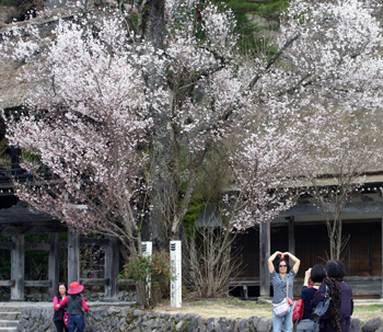 明善寺 本堂と鐘楼門 そして桜