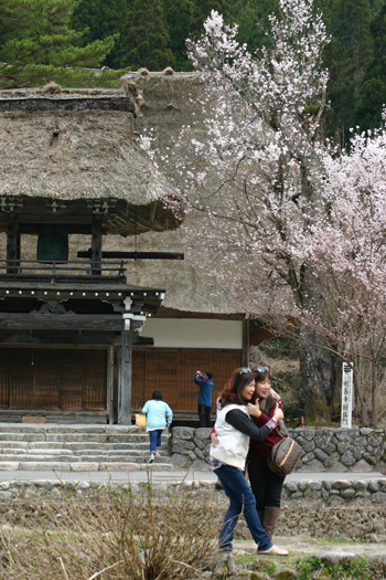 五箇山 白川郷 桜の見頃