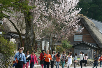 海外観光客 白川郷を散策