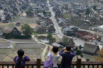 サクラ開花 天守閣展望台