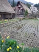 スイセンと明善寺郷土資料館