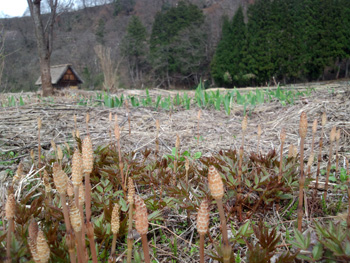 ツクシ 合掌小屋 風景