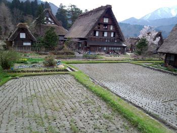 明善寺 郷土資料館 サクラ