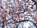 見出しの桜