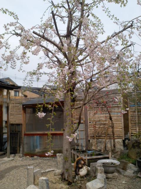 タヌキと桜