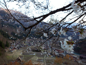 白川郷 天守閣展望台 サクラ風景?