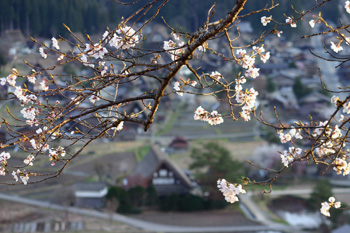 白川郷 天守閣展望台 サクラ風景?