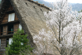 白川郷  サクラ風景?