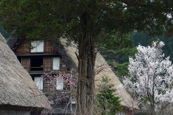 白川郷  サクラ風景?