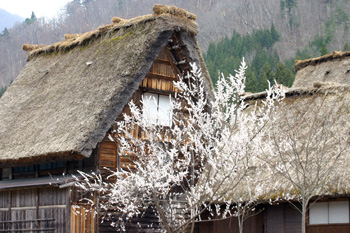 白川郷  サクラ風景?