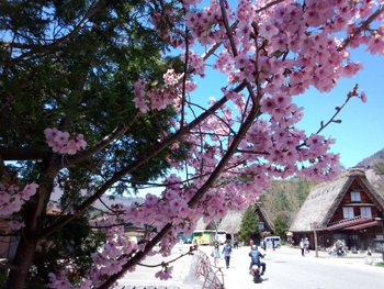 サクラ と 白川郷合掌集落?