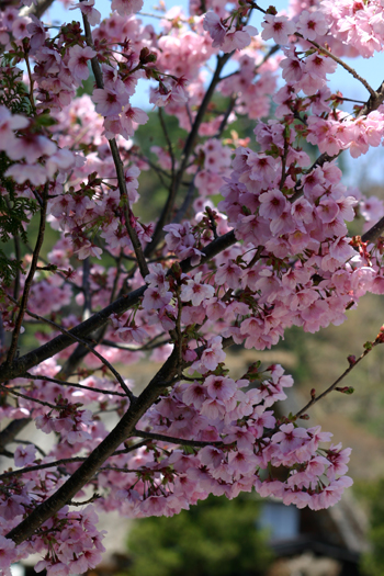 サクラ と 白川郷合掌集落?