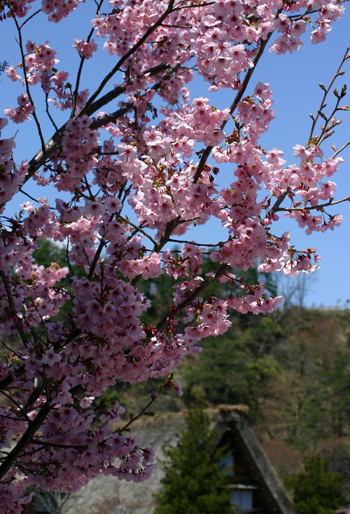 サクラ と 白川郷合掌集落?