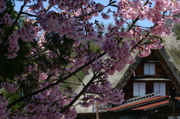 サクラ と 白川郷合掌集落?