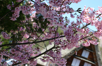 サクラ と 白川郷合掌集落?