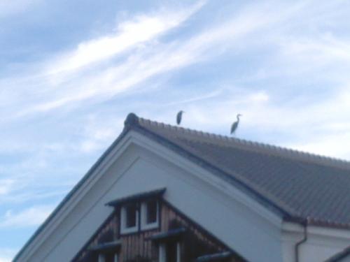 酒蔵サギ