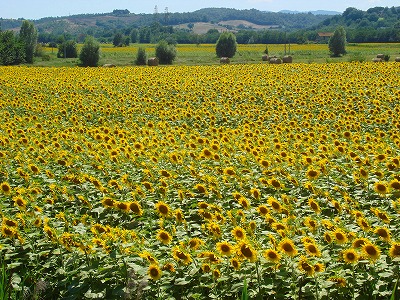 ローマナビネット