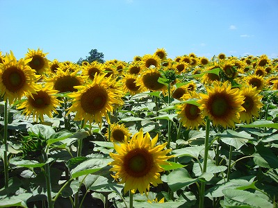 ローマナビネット
