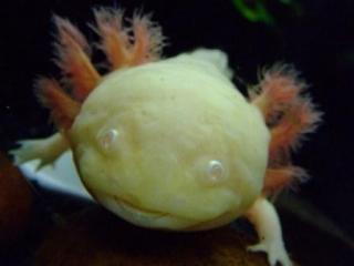 ウーパールーパー