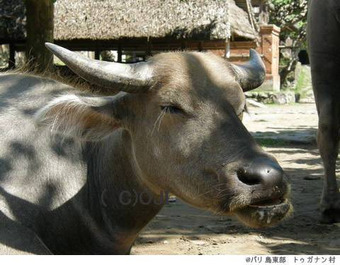 @バリ島東部　トゥガナン村