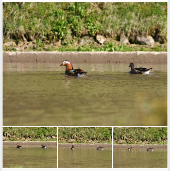 オシドリ 白川郷 かん町 