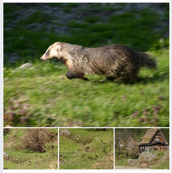 ハクビシン 白川郷 かん町