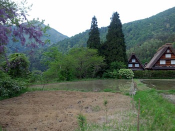 5月27日（月） 白川郷 田植え祭り?