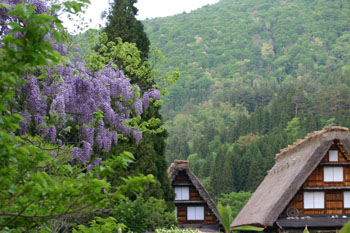 水田に映る逆さ合掌 風景シーズン?
