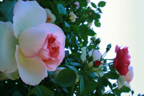 2013なかのバラまつり 開催中!02