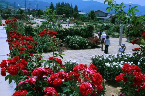 2013なかのバラまつり 開催中！07