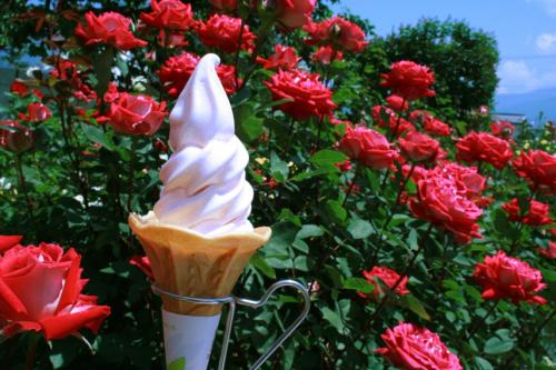 2013なかのバラまつり 開催中！10