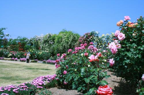 2013なかのバラまつり 開催中！11