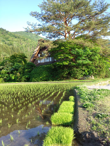 白川郷 各所 田植え