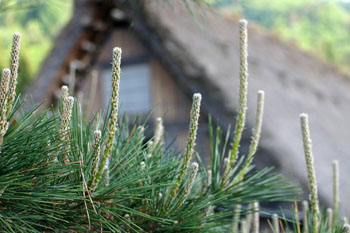 梅雨！？ 晴れ続く白川郷?