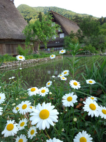 梅雨！？ 晴れ続く白川郷?