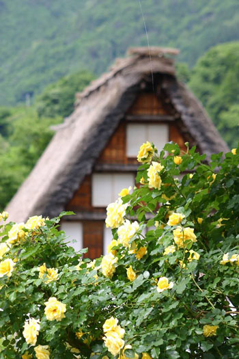 梅雨 雨季ウキ 白川郷?