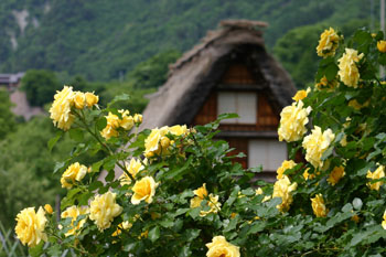 梅雨 雨季ウキ 白川郷?
