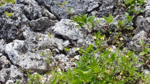 花が咲き蝶が舞う