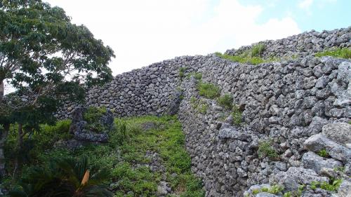 ソテツの花が咲いてました