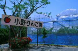 中野市で「さくらんぼ狩り」014