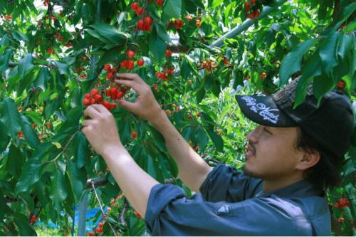 中野市で「さくらんぼ狩り」016