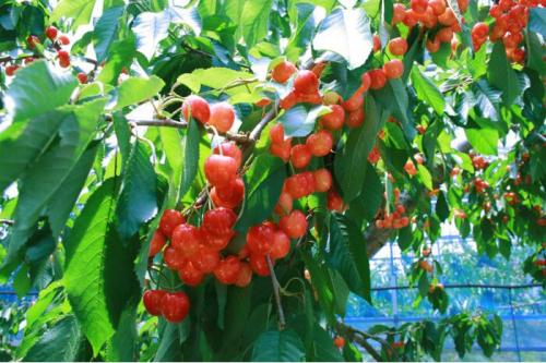 中野市で「さくらんぼ狩り」017