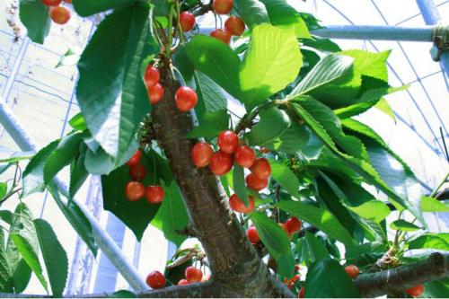 中野市で「さくらんぼ狩り」018