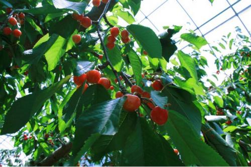 中野市で「さくらんぼ狩り」019