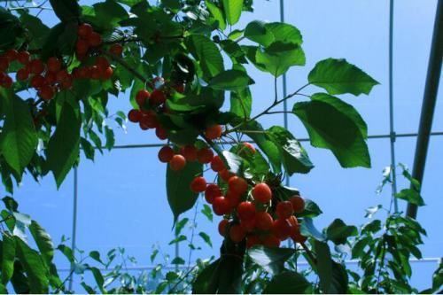 中野市で「さくらんぼ狩り」020