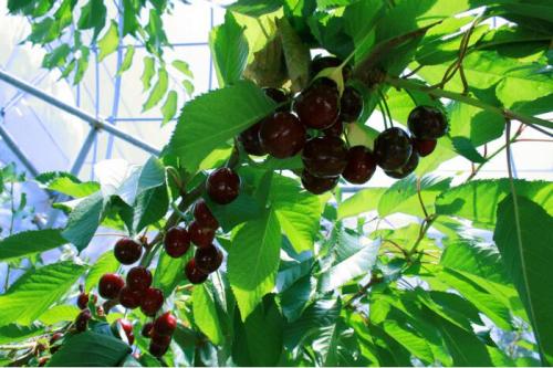 中野市で「さくらんぼ狩り」021