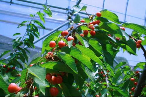 中野市で「さくらんぼ狩り」022