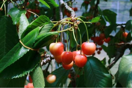 中野市で「さくらんぼ狩り」023