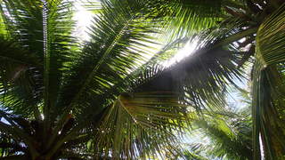 サイパンダイビング