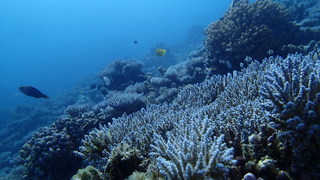 サイパンダイビング